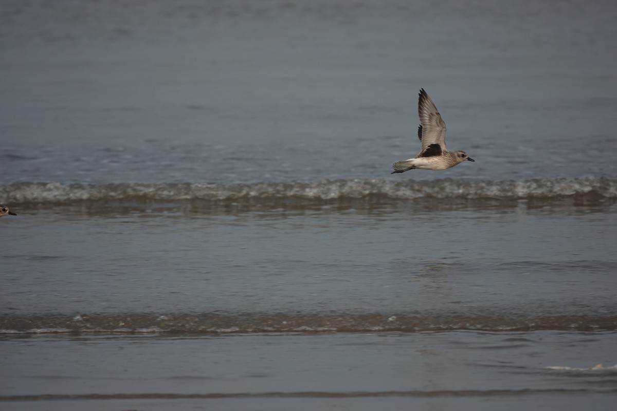 Black-bellied Plover - ML643791356