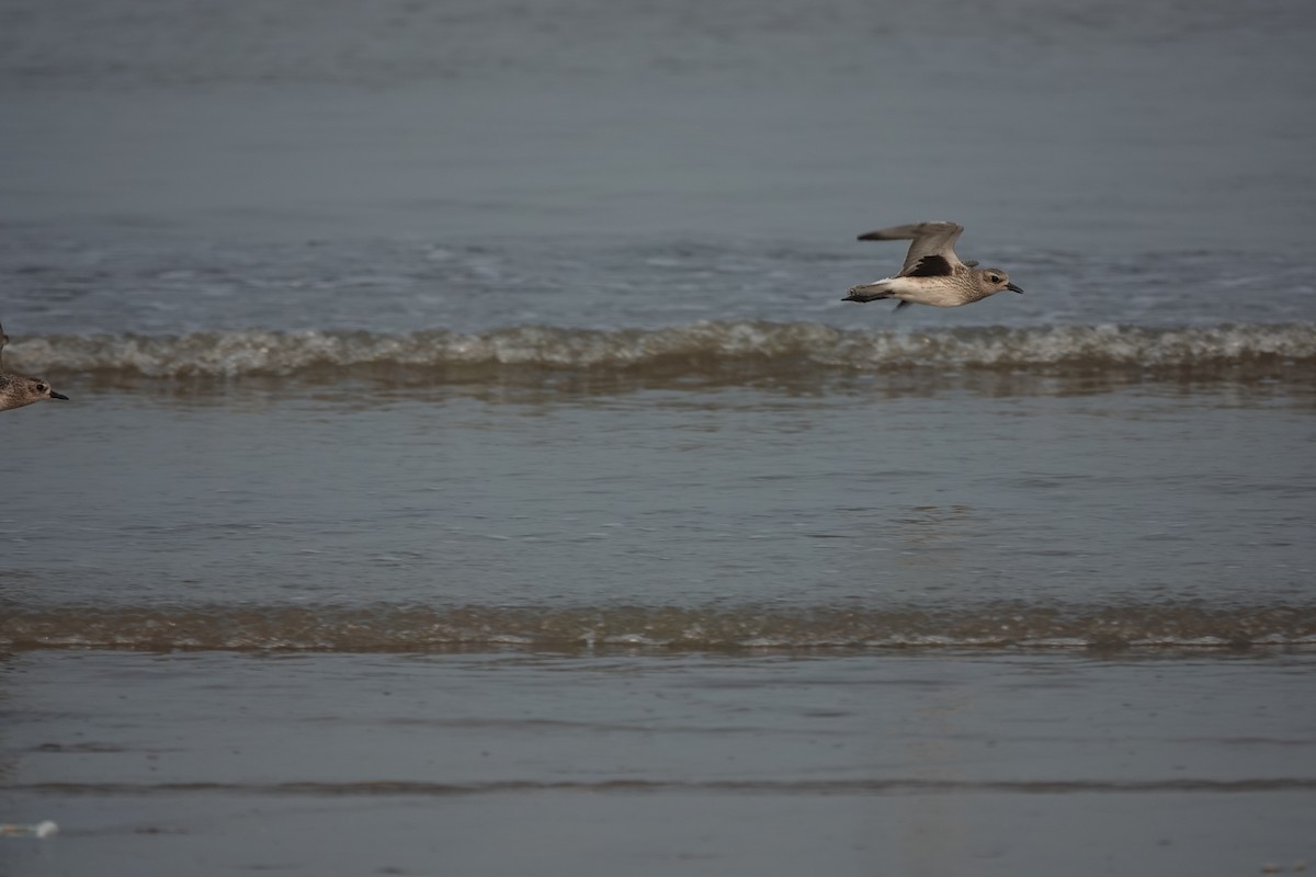 Black-bellied Plover - ML643791357