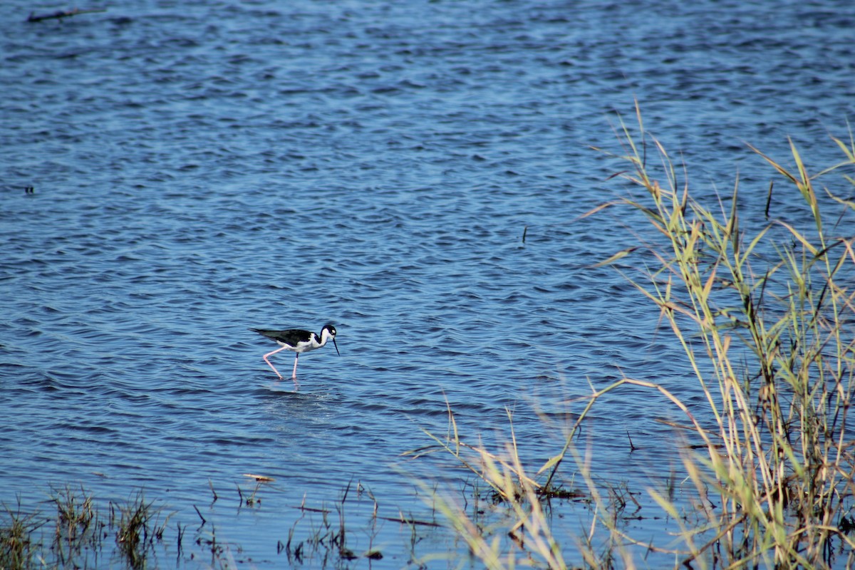 Black-necked Stilt - ML643791361