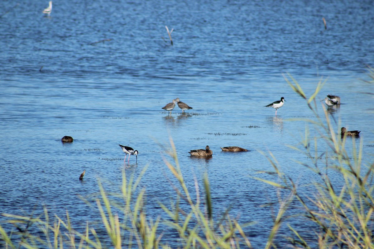 Black-necked Stilt - ML643791362