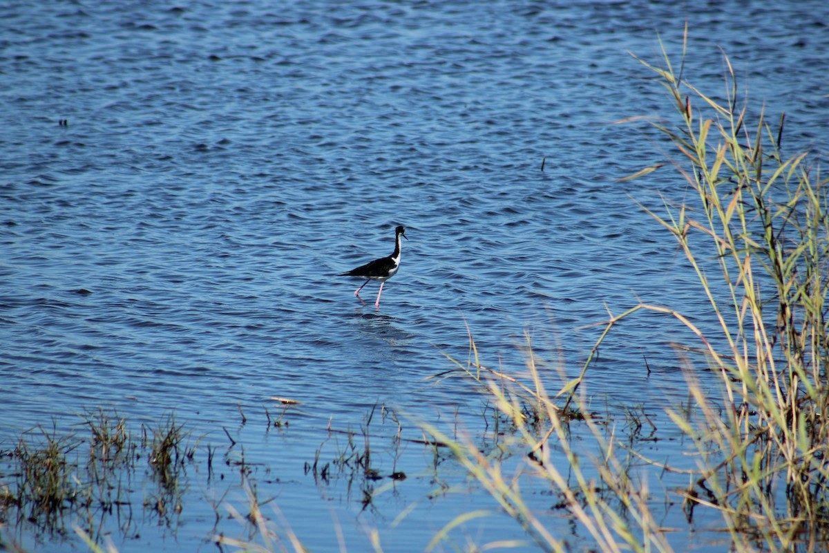 Black-necked Stilt - ML643791363
