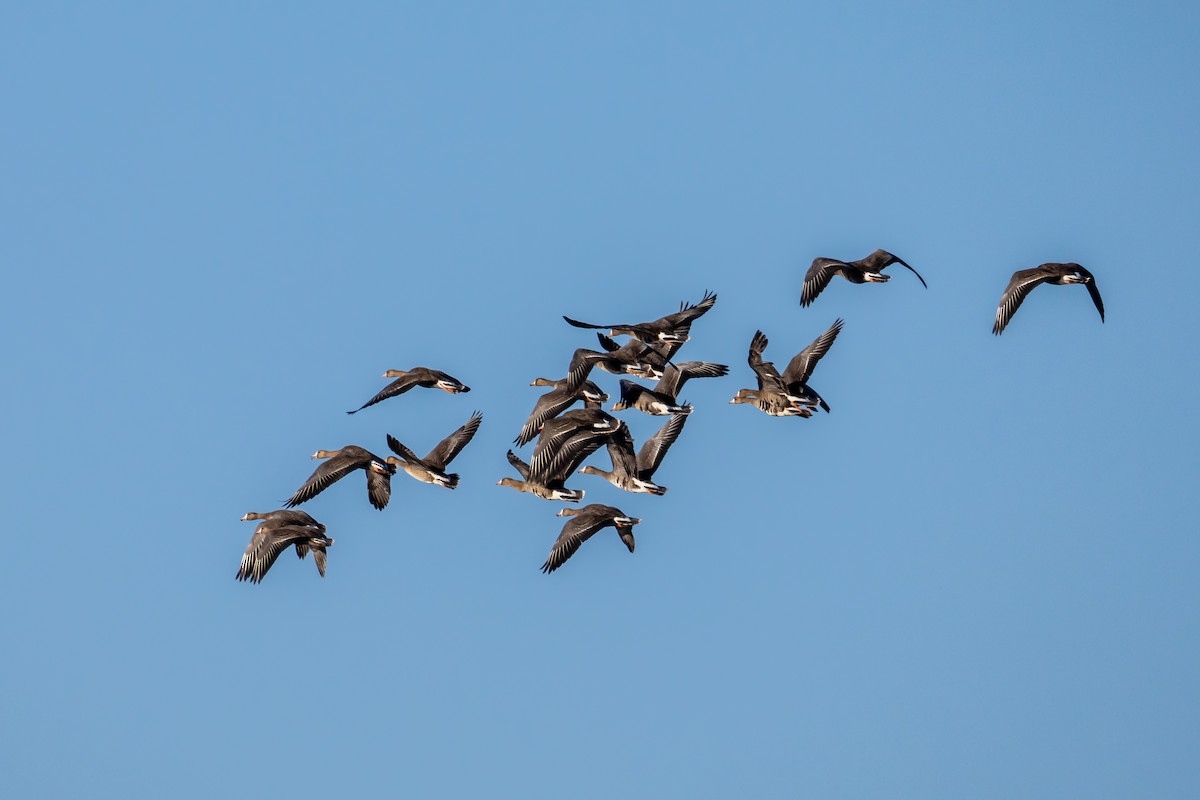 Greater White-fronted Goose - ML643791364
