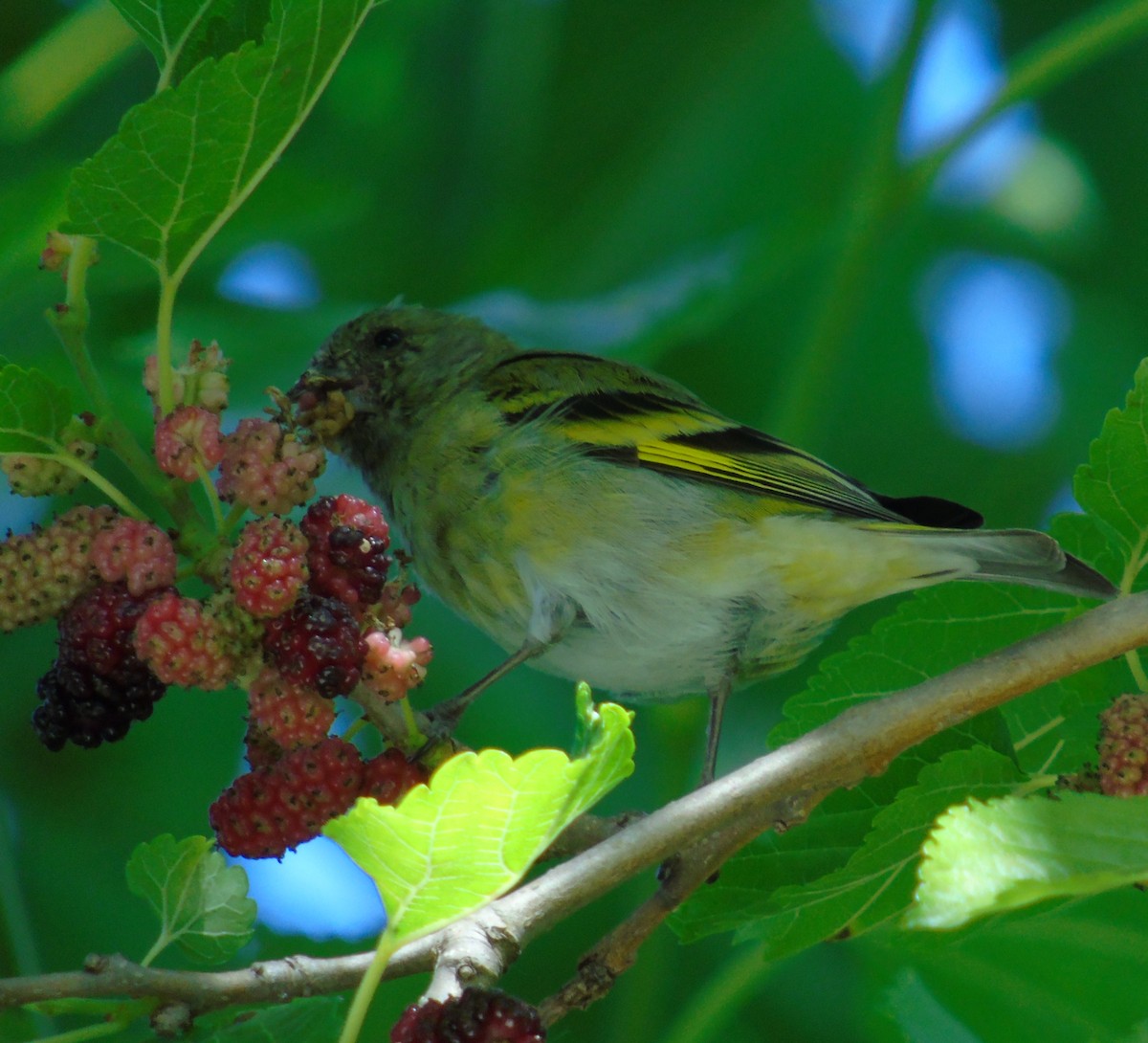 Hooded Siskin - ML643791365