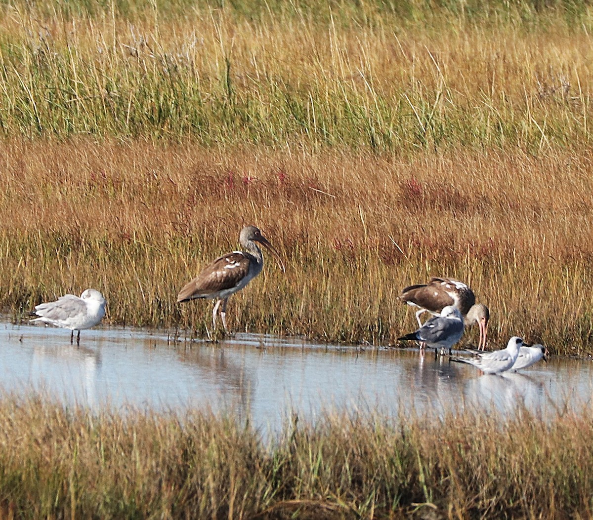 White Ibis - ML643791368