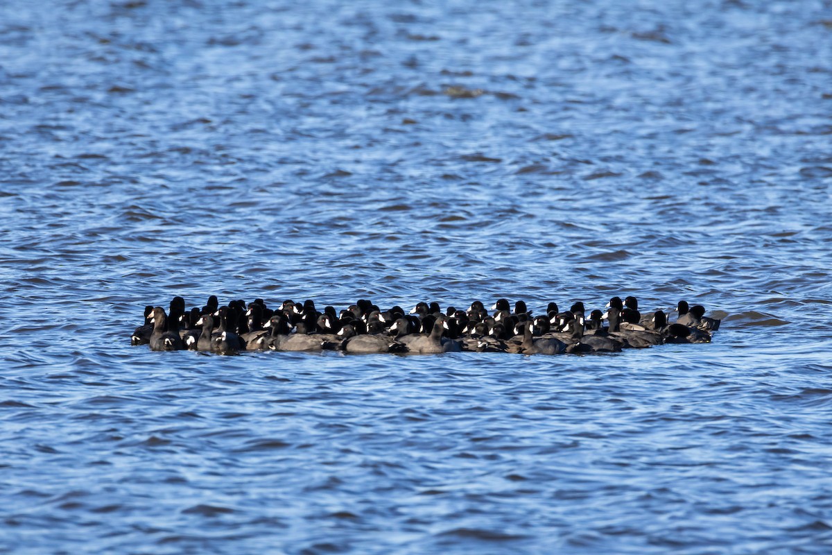 American Coot - ML643791371