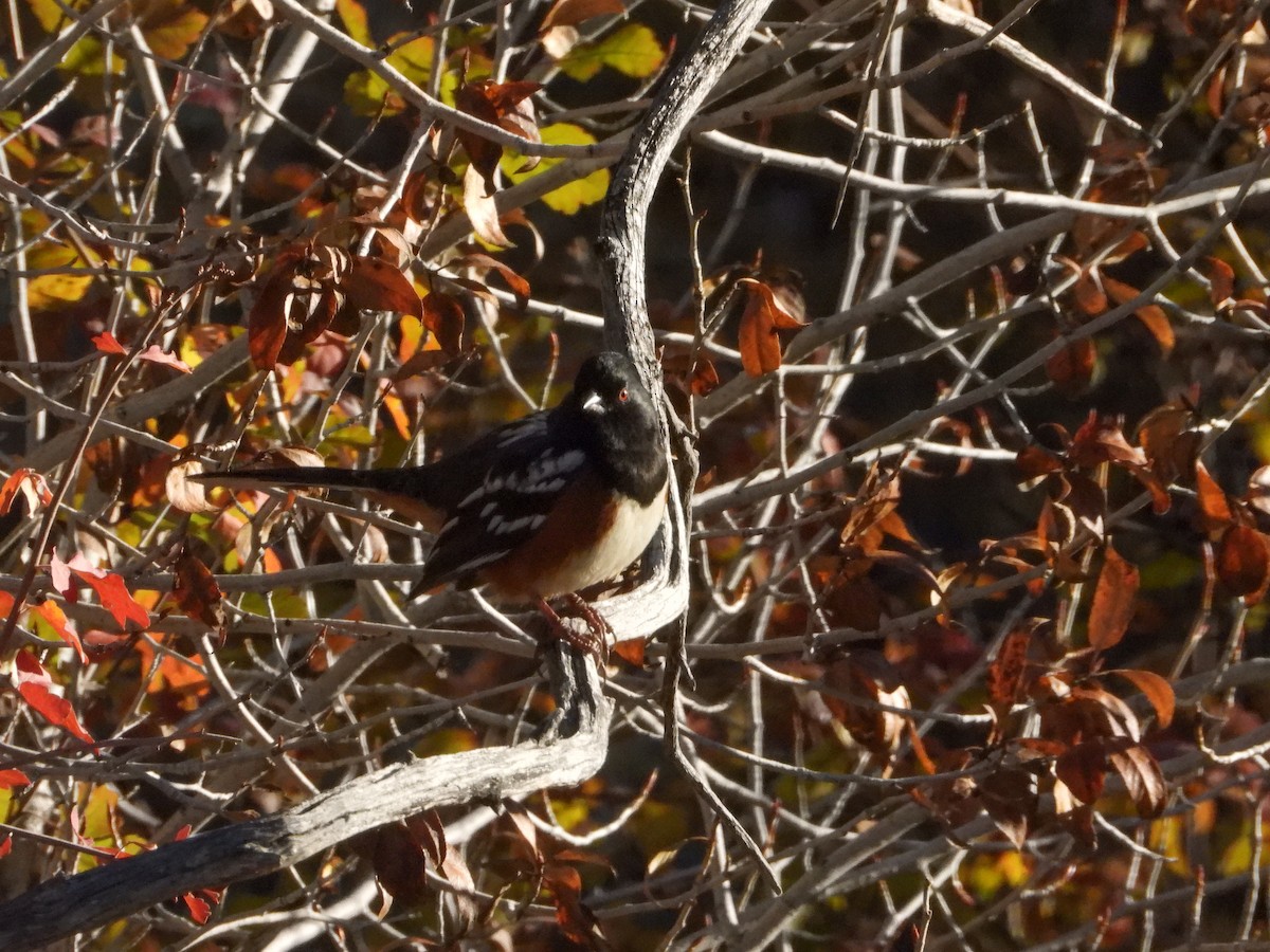 Spotted Towhee - ML643791373
