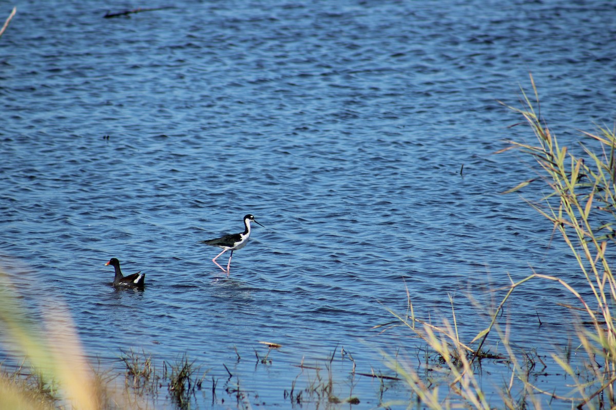 Common Gallinule - ML643791374