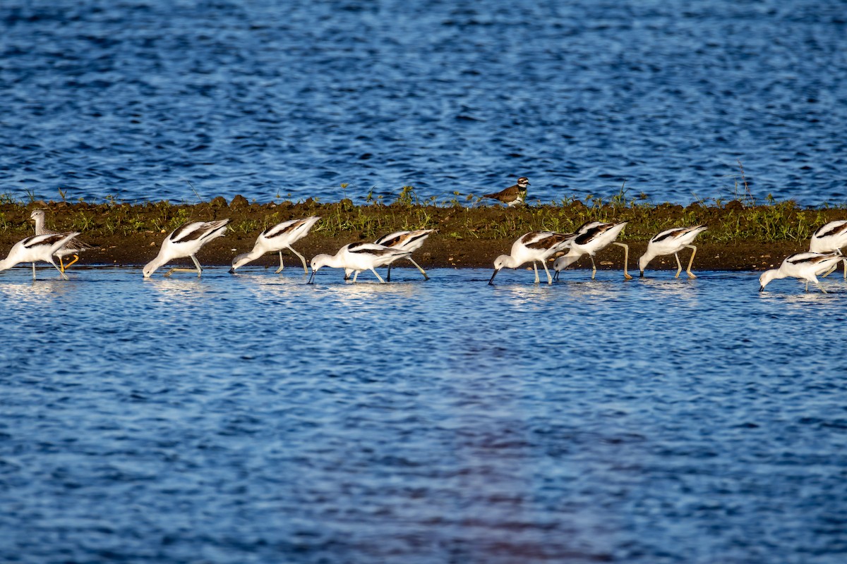 American Avocet - ML643791386