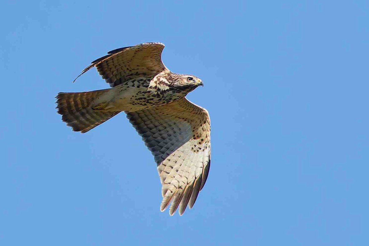 Red-shouldered Hawk - ML643791387