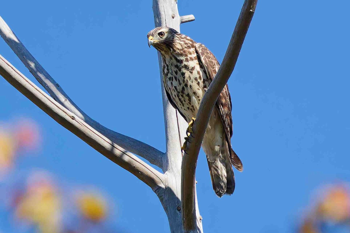 Red-shouldered Hawk - ML643791388