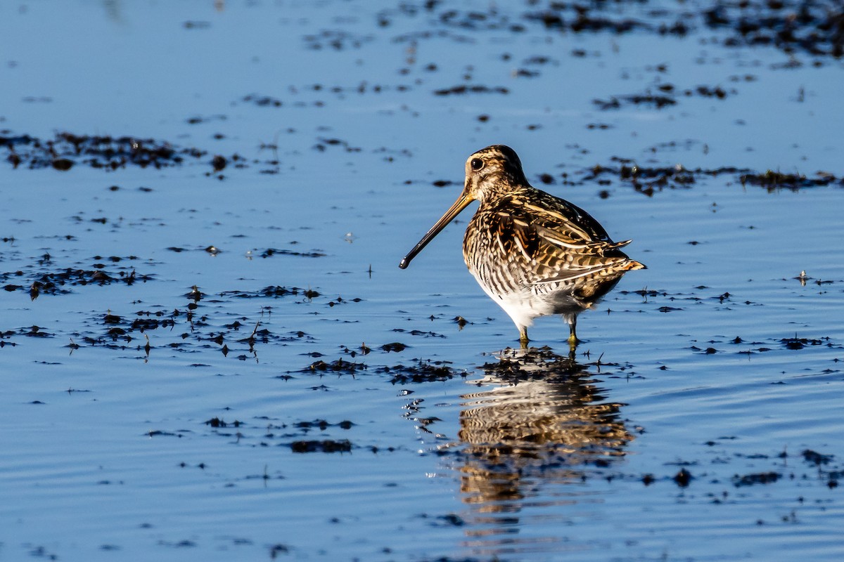 Wilson's Snipe - ML643791401