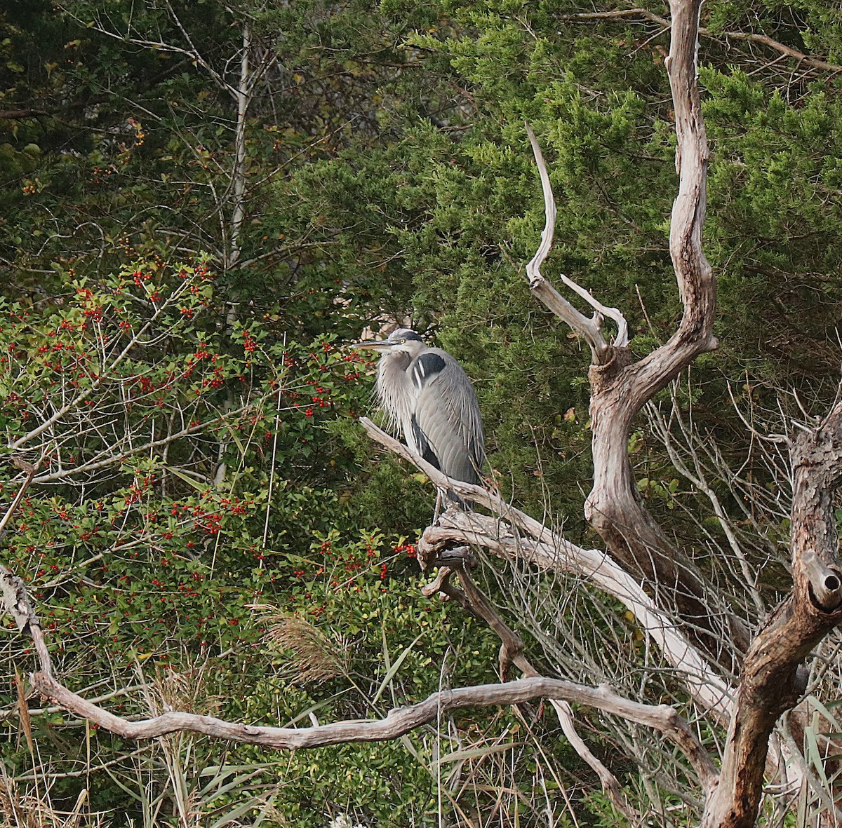 Great Blue Heron - ML643791418