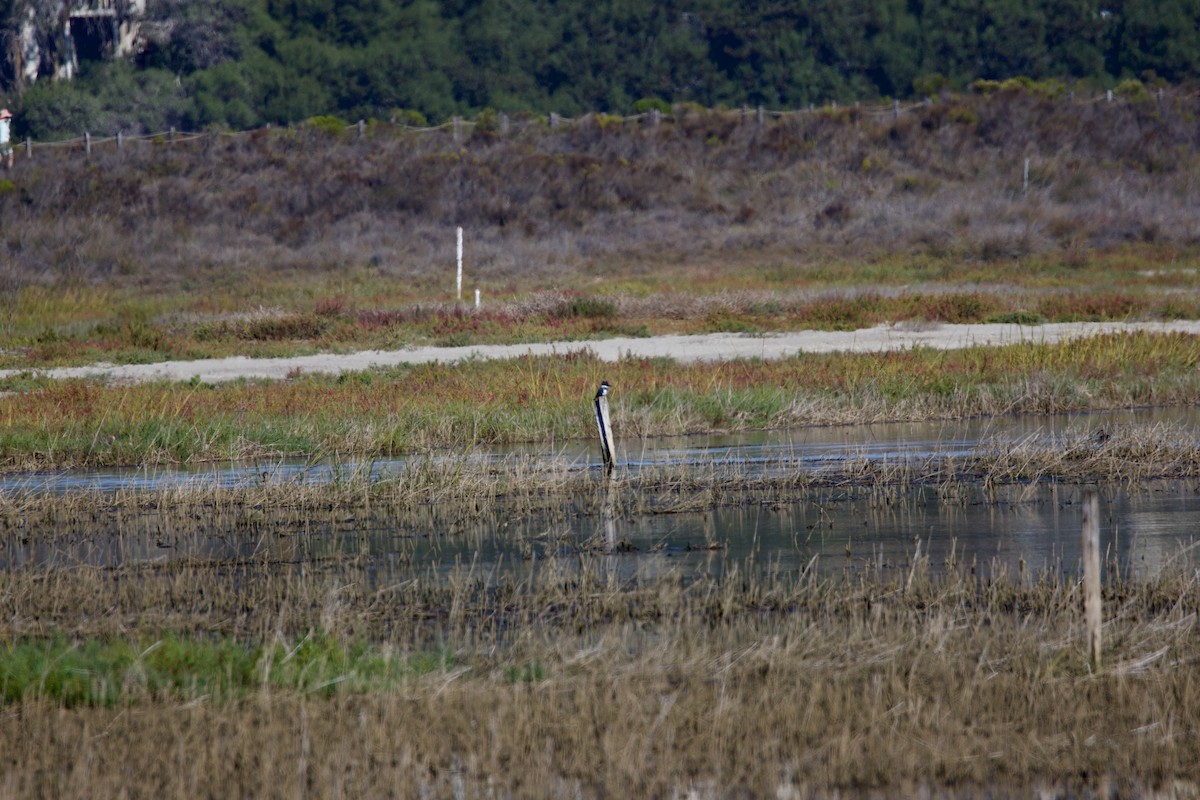 Belted Kingfisher - ML643791419
