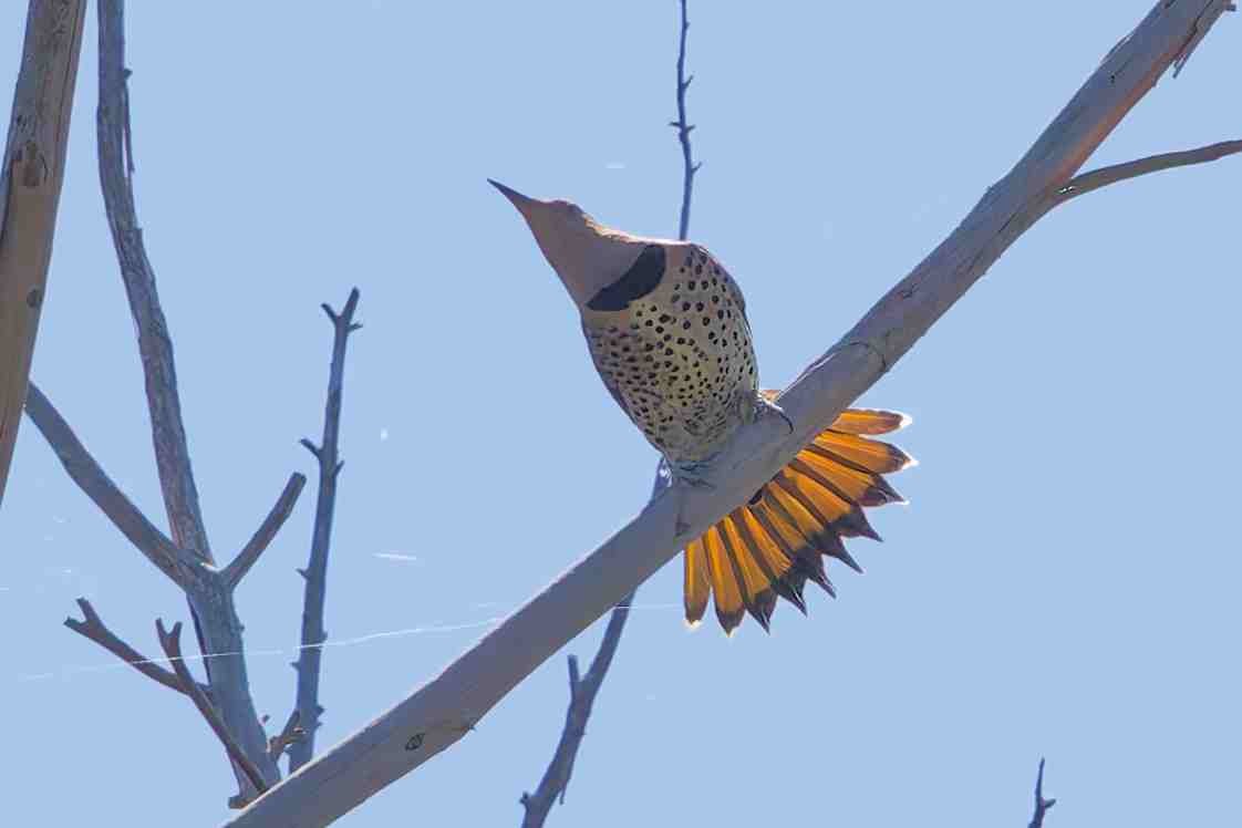 Northern Flicker - ML643791421