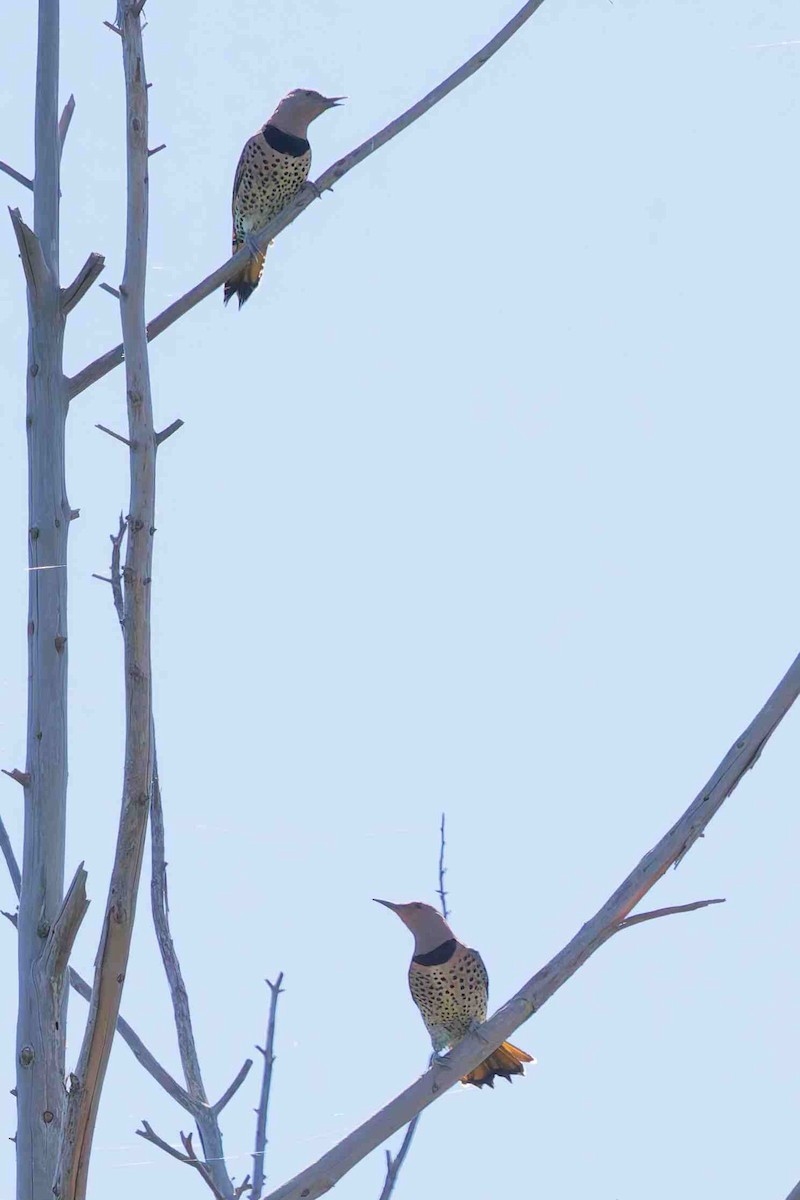 Northern Flicker - ML643791422
