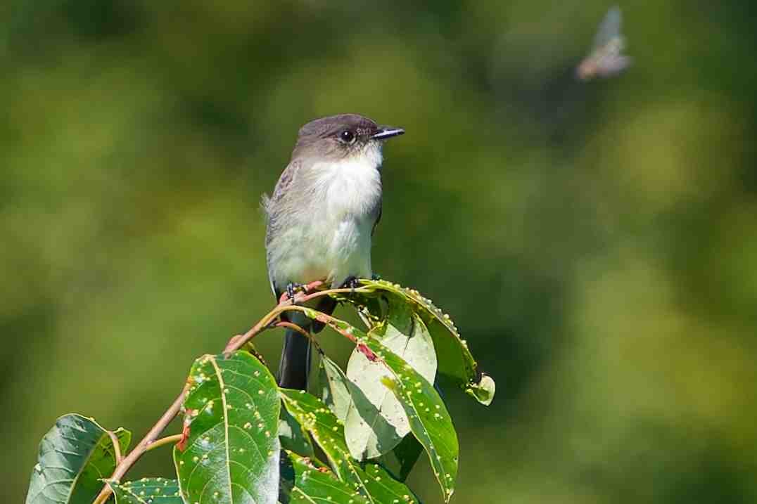 Eastern Phoebe - ML643791441