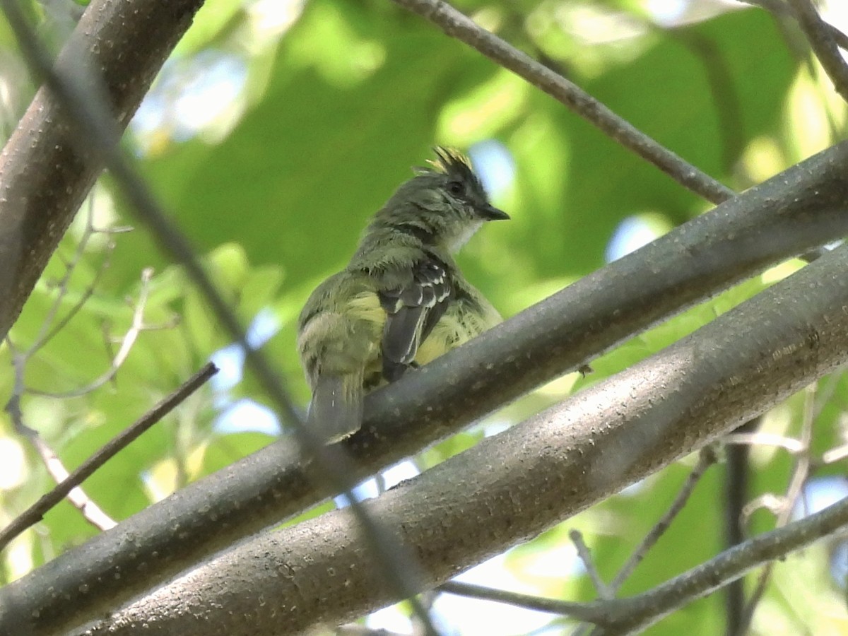 Yellow-crowned Tyrannulet - ML643791443