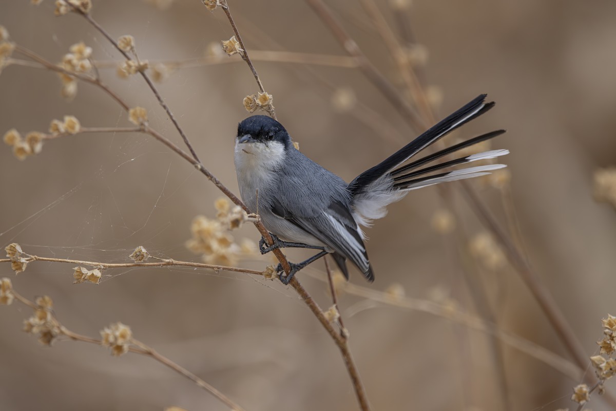 Amazonasmückenfänger (atricapilla) - ML643791445