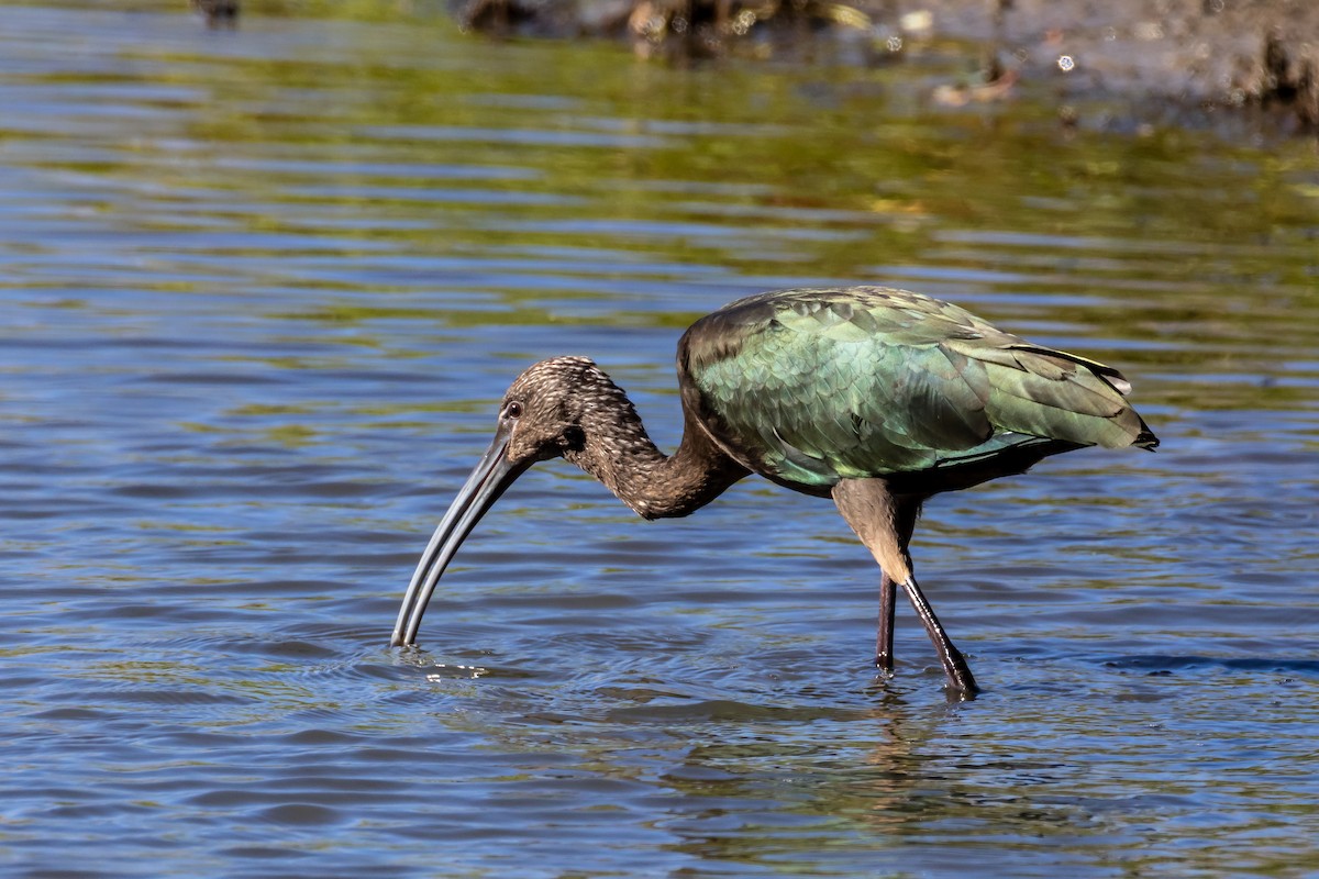 White-faced Ibis - ML643791448