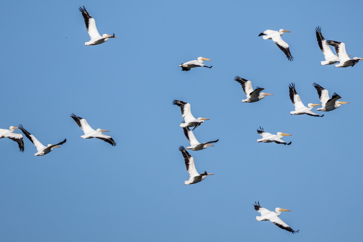 American White Pelican - ML643791452