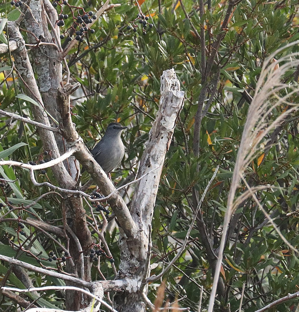Gray Catbird - ML643791467
