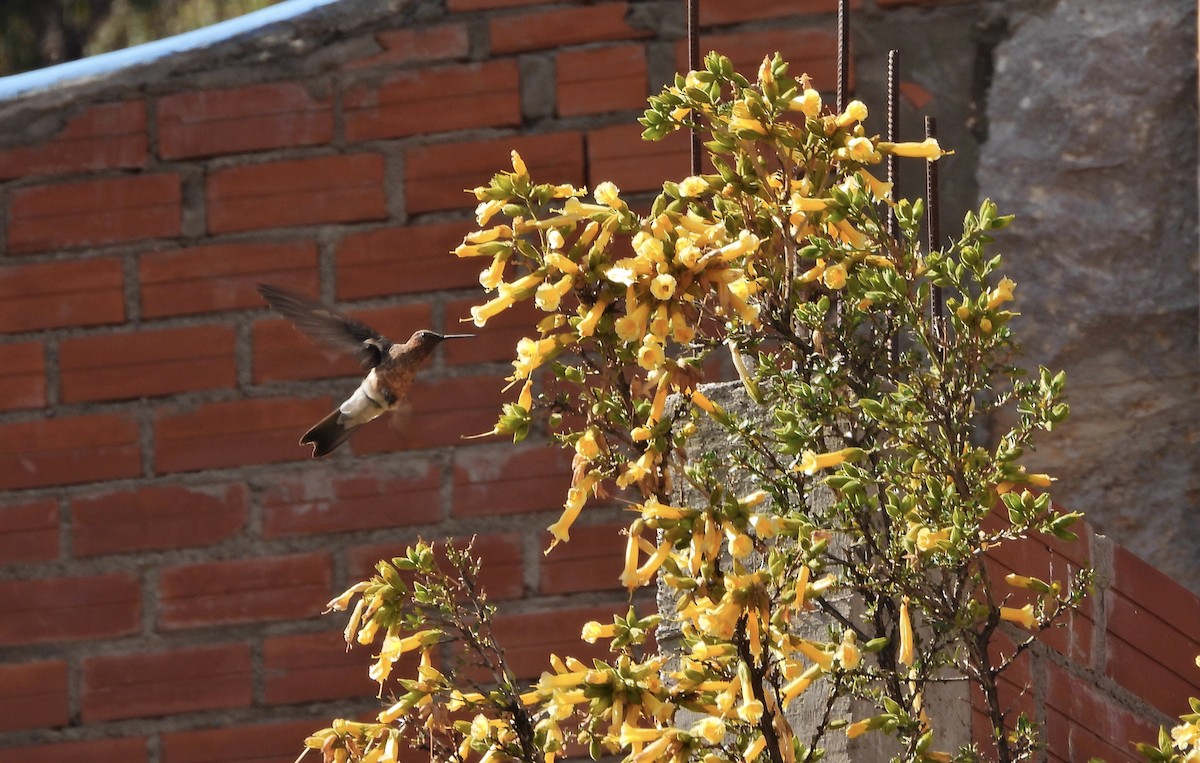 kjempekolibri - ML643791471