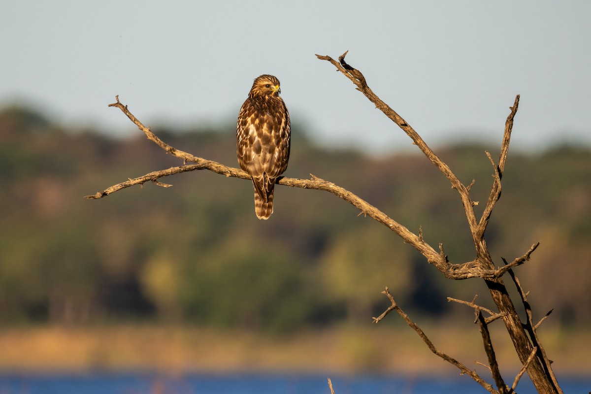 Red-shouldered Hawk - ML643791475