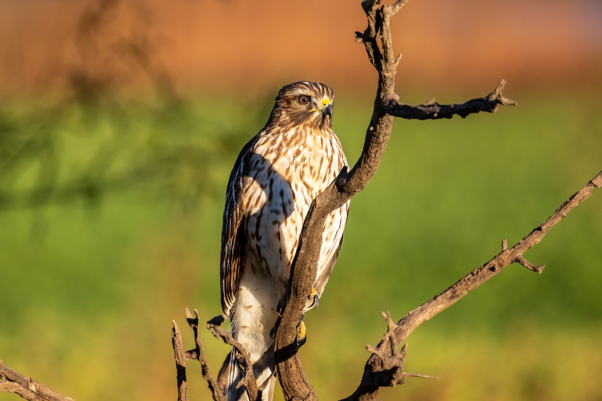 Red-shouldered Hawk - ML643791476