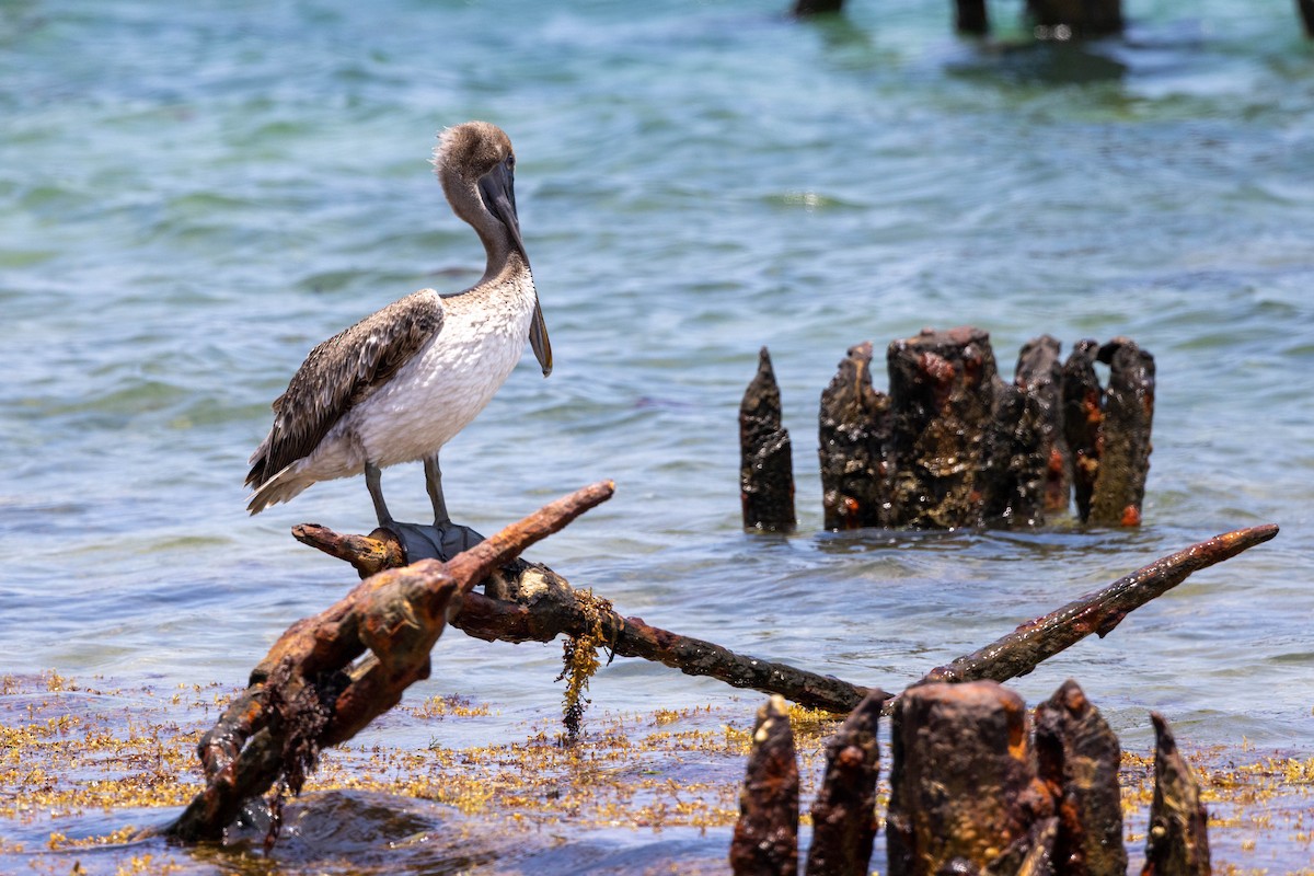Brown Pelican - ML643791477