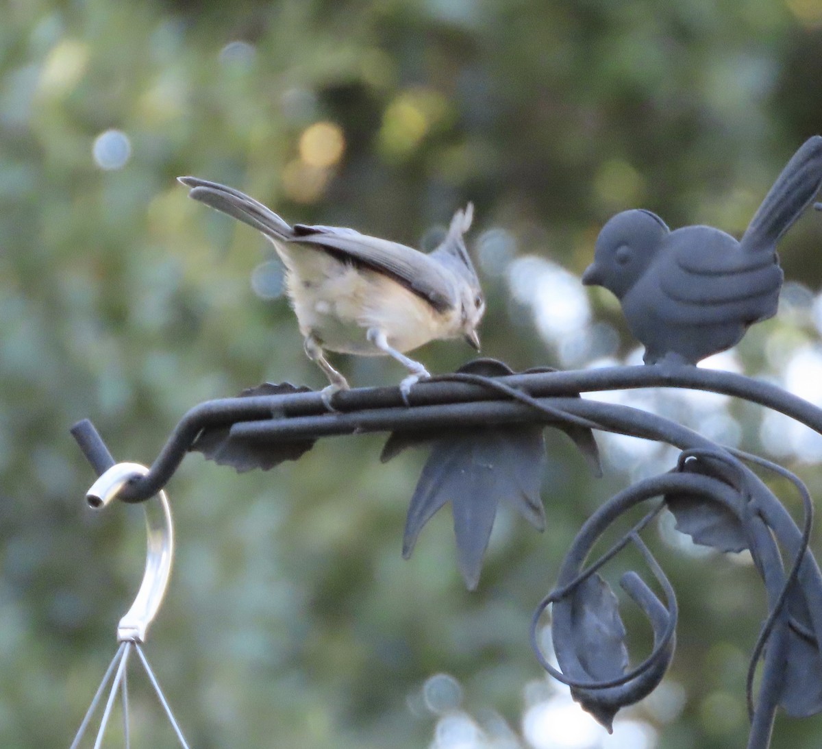 Tufted Titmouse - ML643791481