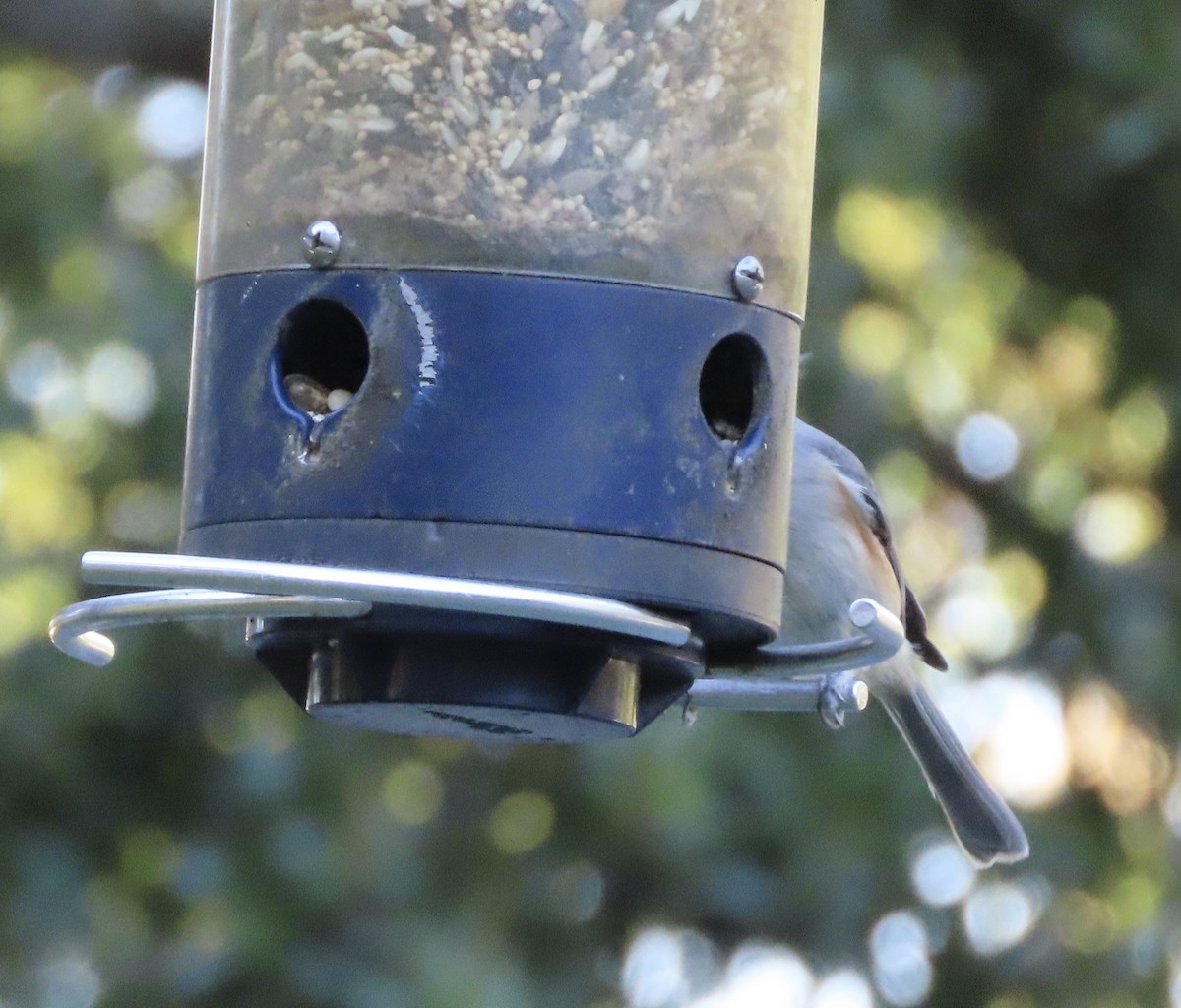 Tufted Titmouse - ML643791482