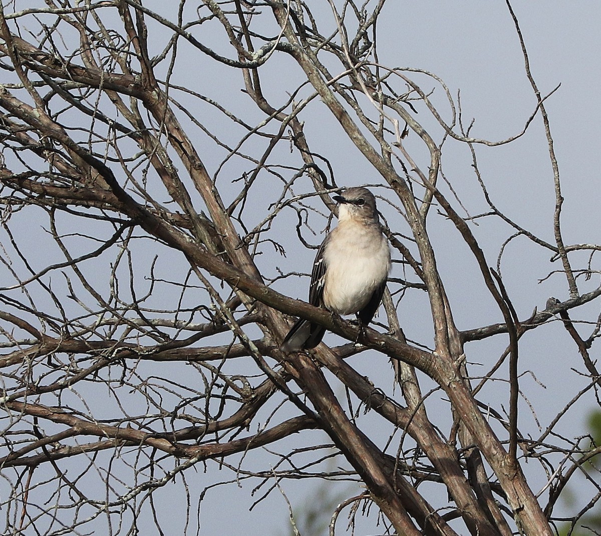Northern Mockingbird - ML643791491