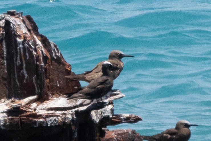 Black Noddy (americanus) - ML643791495