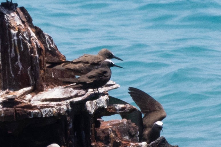 Black Noddy (americanus) - ML643791496