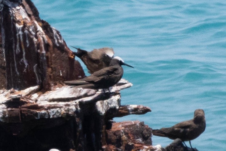 Black Noddy (americanus) - ML643791497