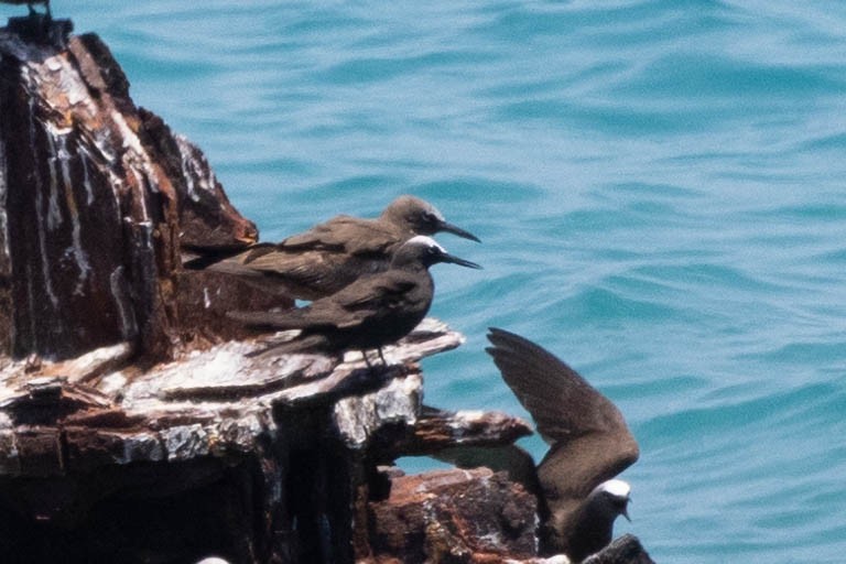 Black Noddy (americanus) - ML643791498