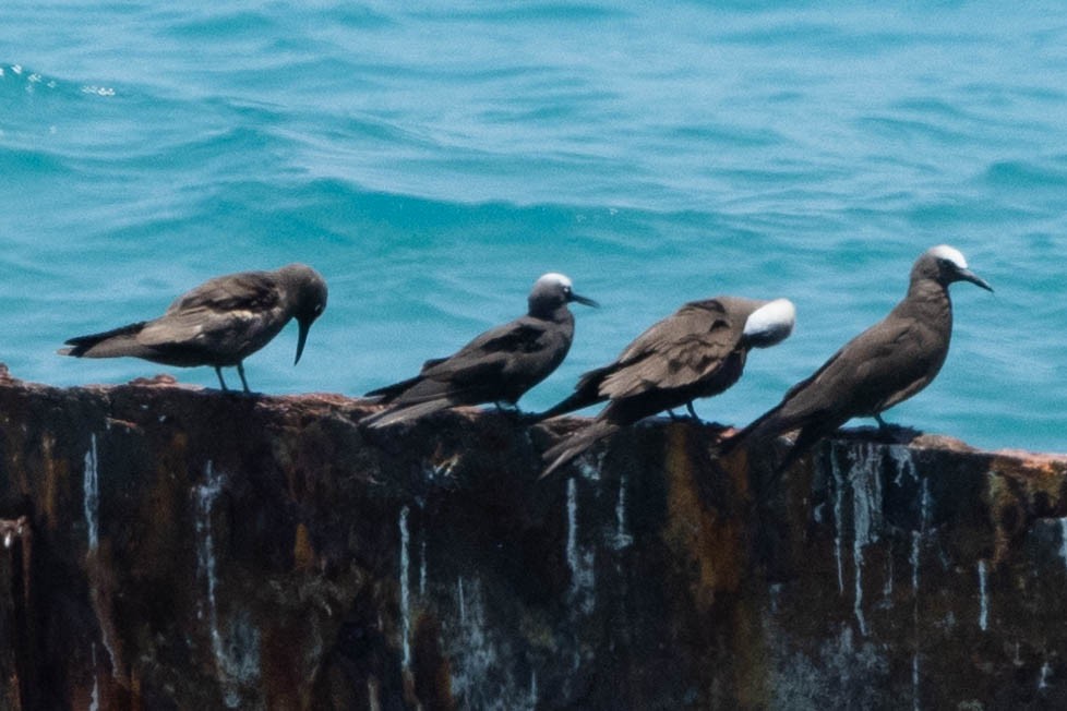 Black Noddy (americanus) - ML643791499