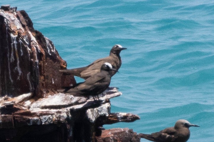 Black Noddy (americanus) - ML643791500
