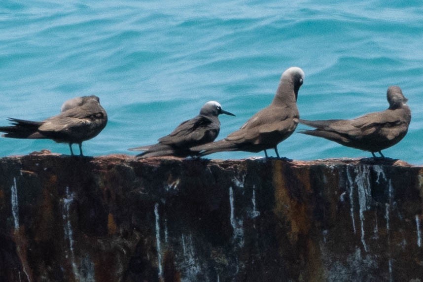 Black Noddy (americanus) - ML643791501