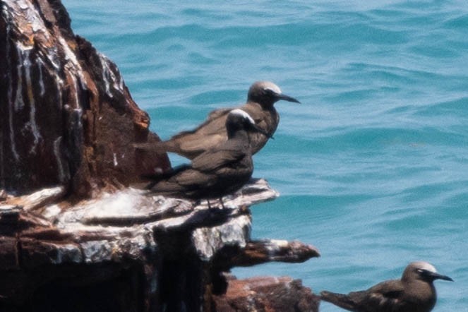 Black Noddy (americanus) - ML643791502