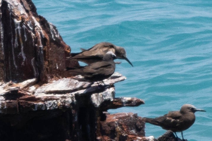 Black Noddy (americanus) - ML643791503