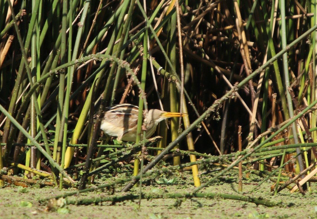 Stripe-backed Bittern - ML643791508