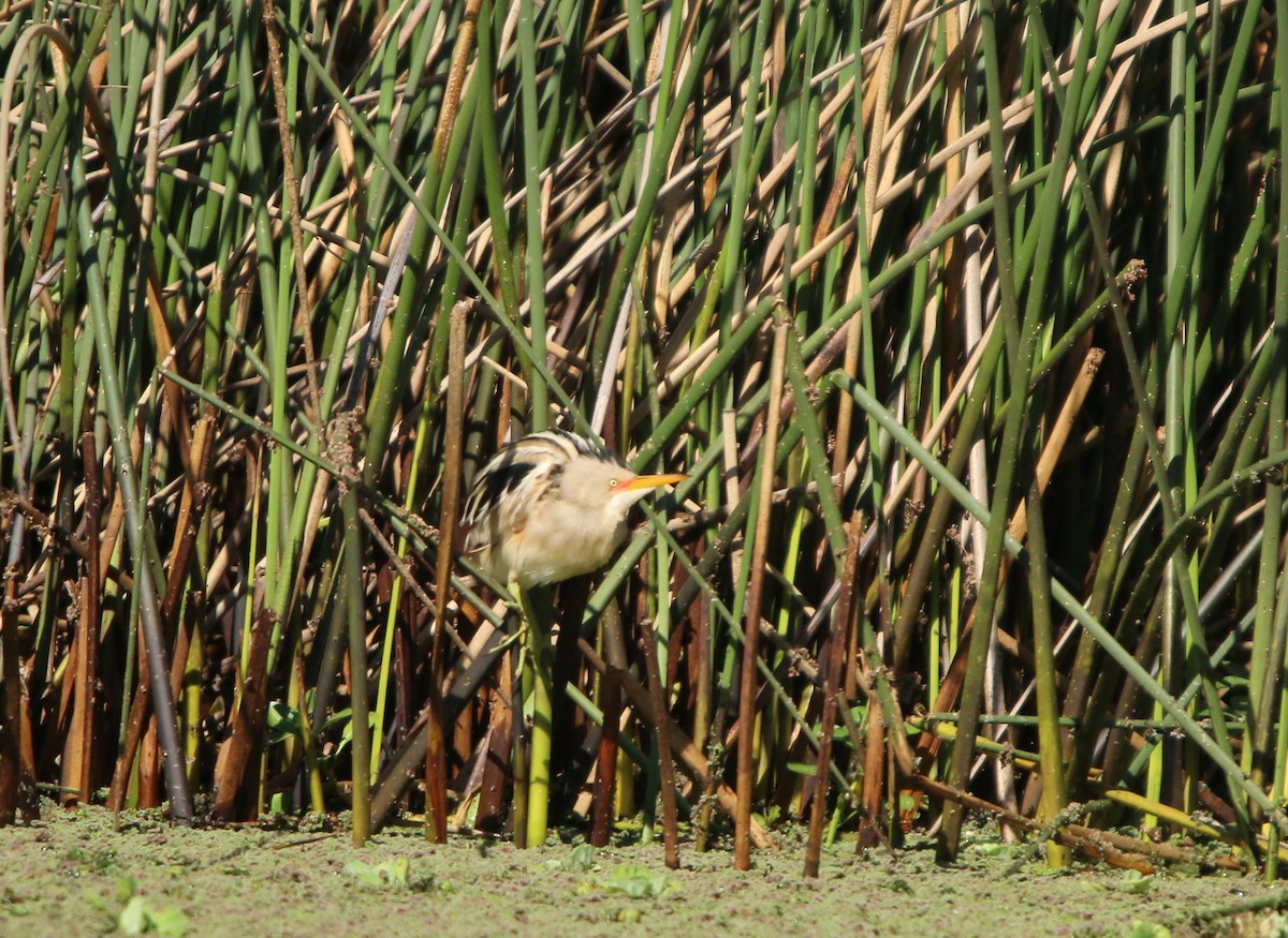 Stripe-backed Bittern - ML643791509