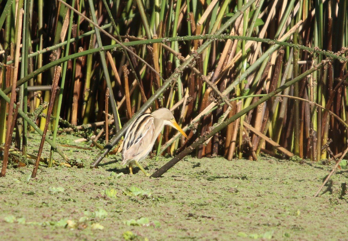 Stripe-backed Bittern - ML643791510