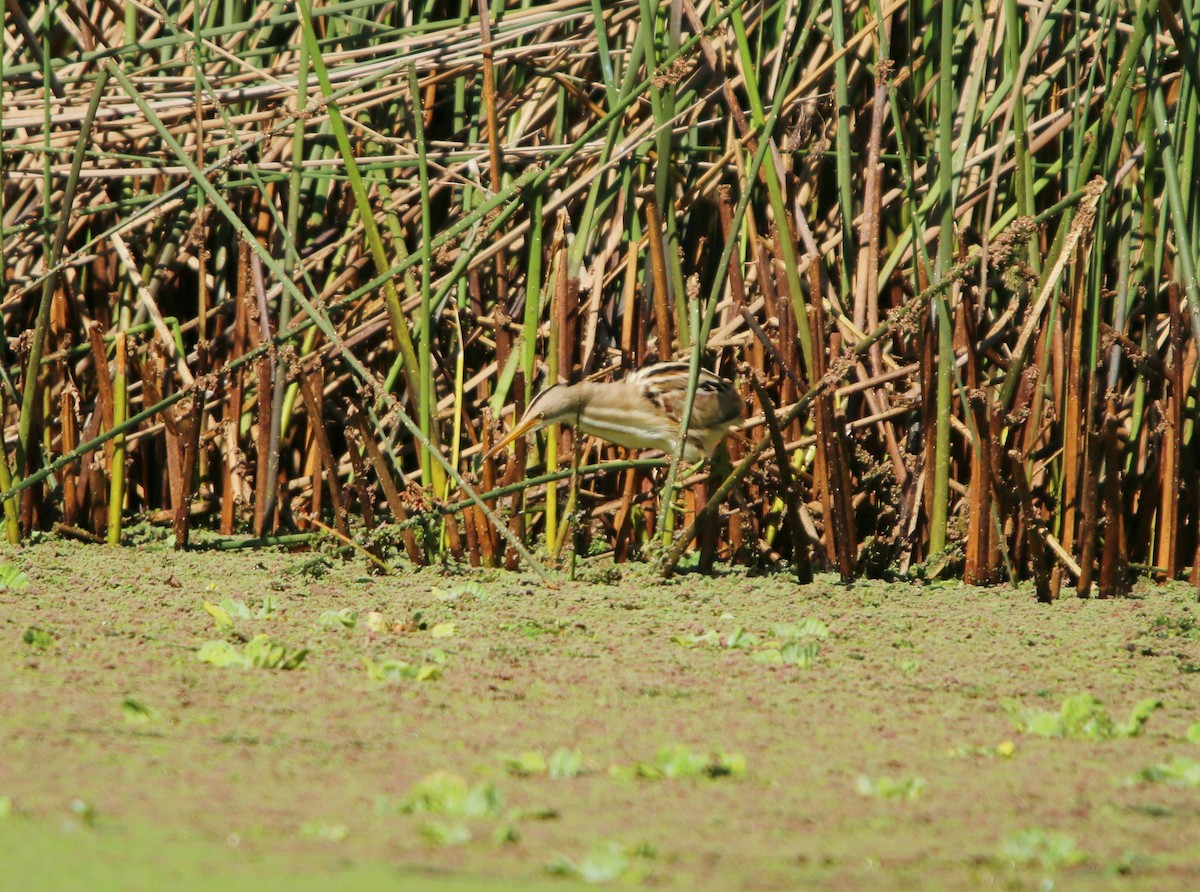 Stripe-backed Bittern - ML643791511