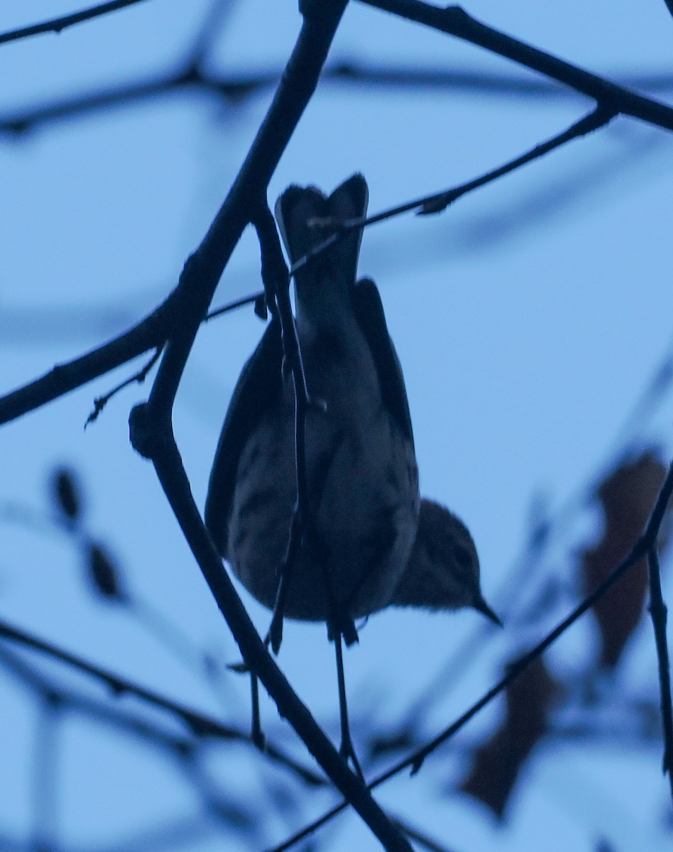 Yellow-rumped Warbler - ML643791520