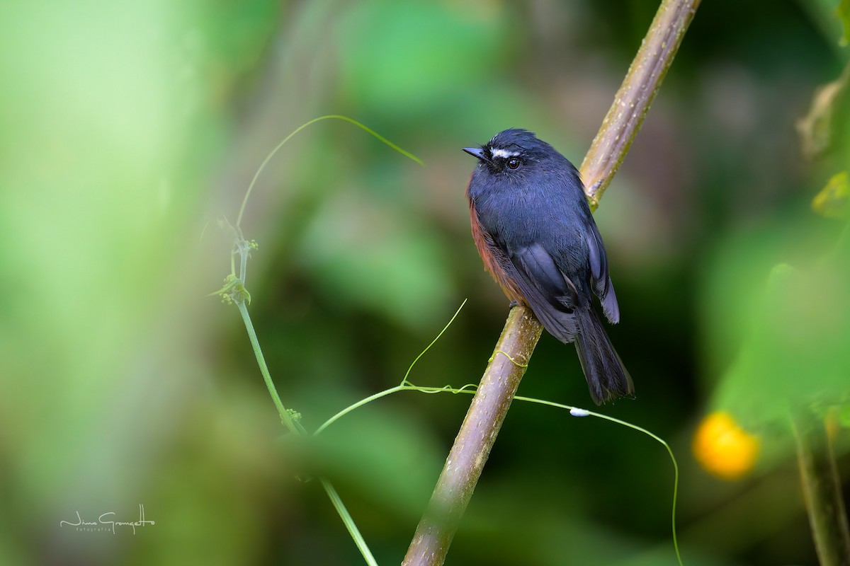 Chestnut-bellied Chat-Tyrant - ML643791521