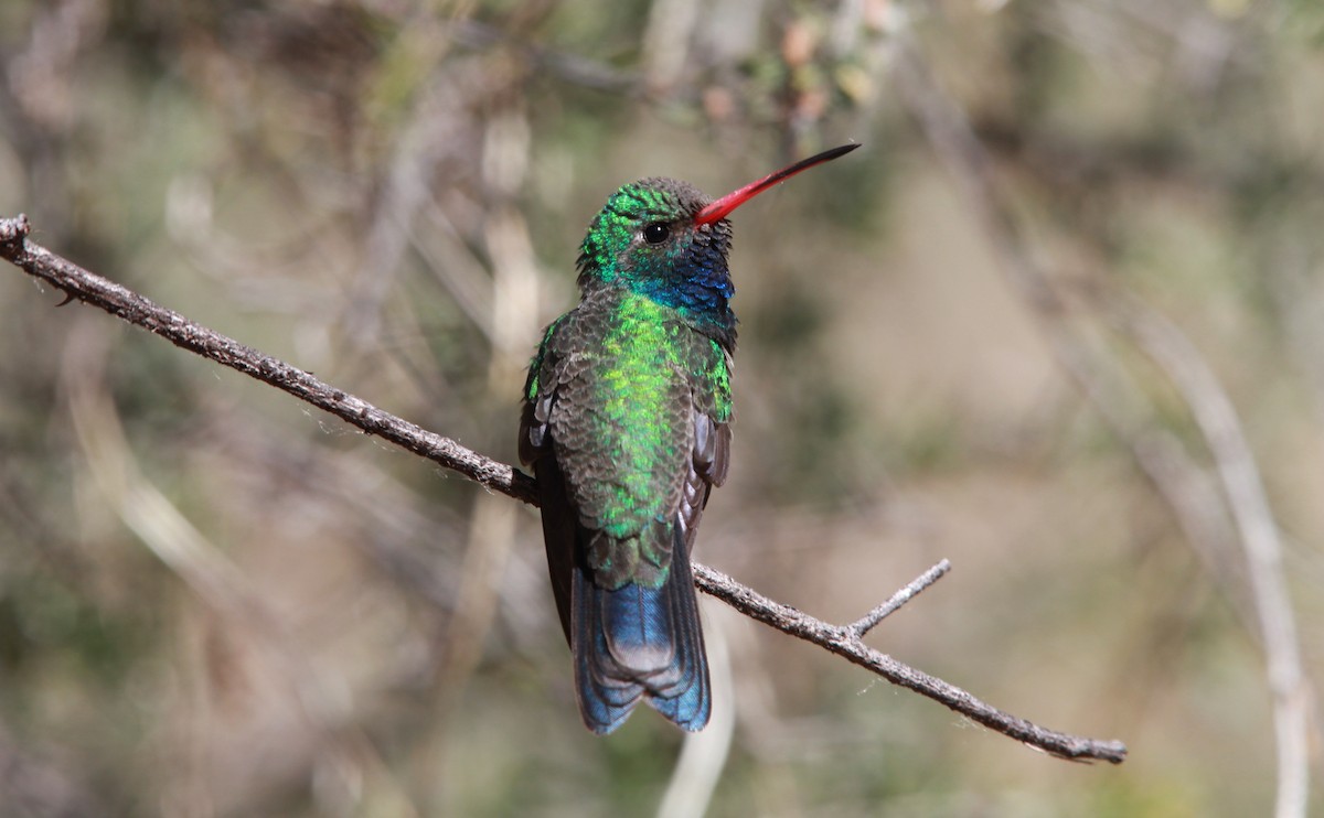 Broad-billed Hummingbird - ML643791522