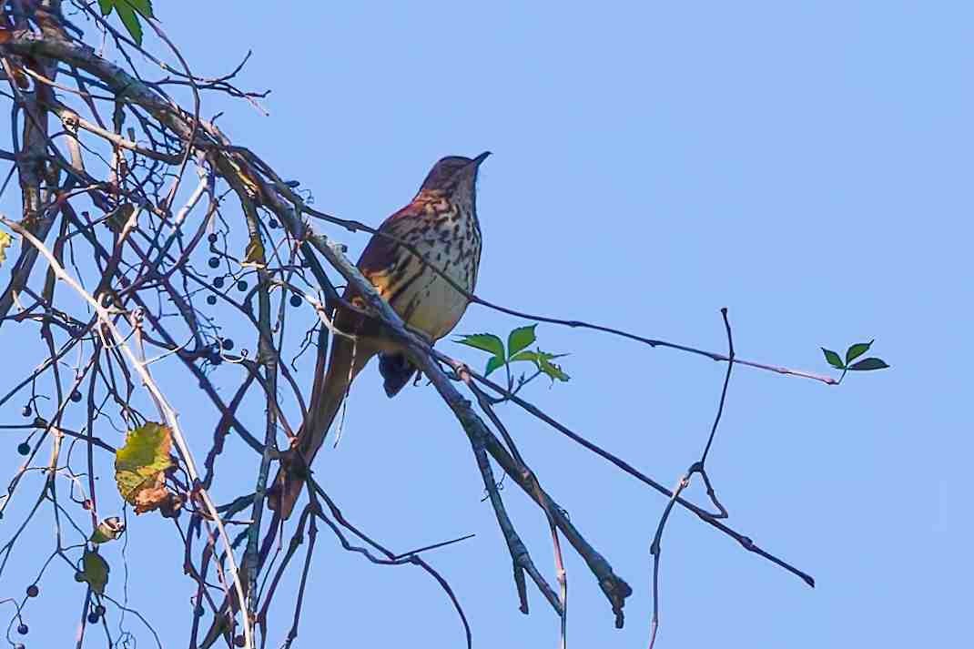 Brown Thrasher - ML643791526