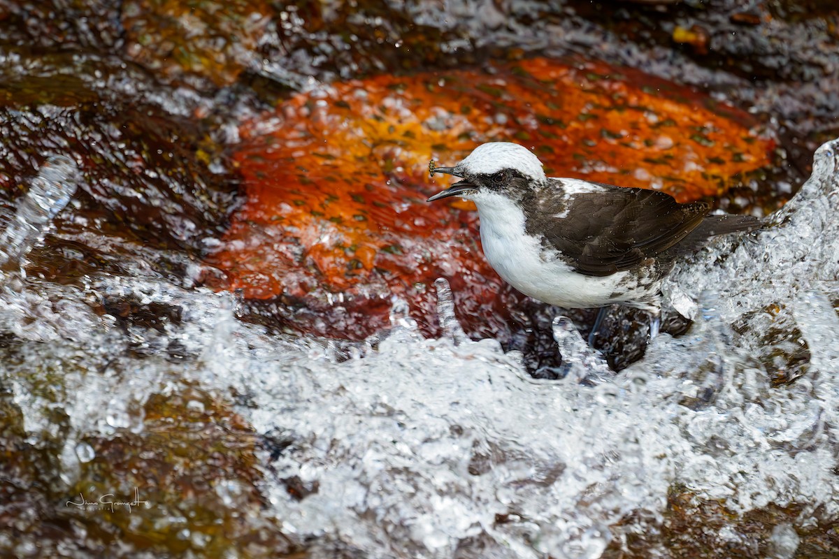 White-capped Dipper - ML643791533